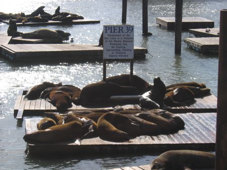 Leones marinos en el Pier 39