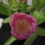 tulipán no-espaturrado at Pat's (SF)