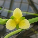 otra en el Conservatory of Flowers, Golden Gate Park (SF)