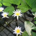 nenúfares en el Conservatory of Flowers, Golden Gate Park (SF)