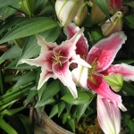 en el Conservatory of Flowers, Golden Gate Park (SF)